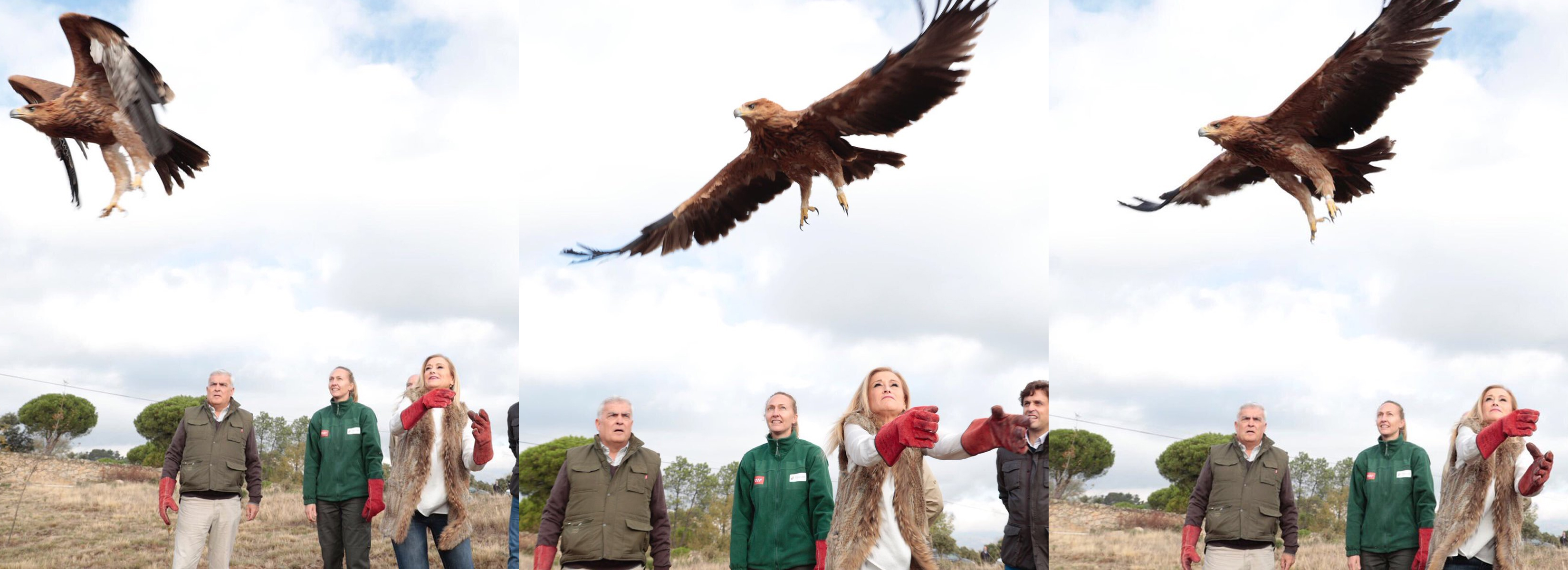 Cristina Cifuentes libera un águila imperial ibérica.