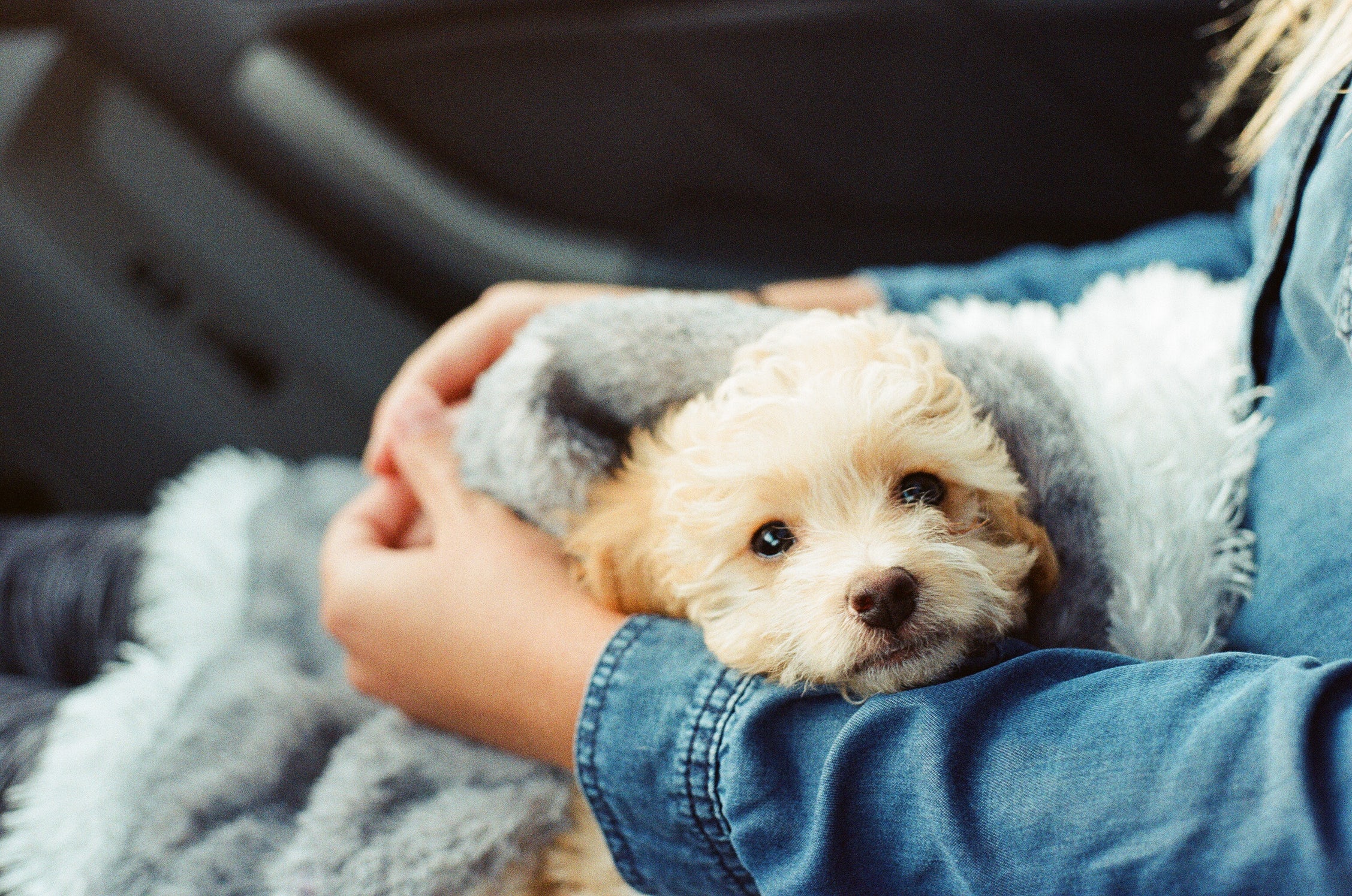 3 opciones a la hora de comprar o adoptar tu mascota