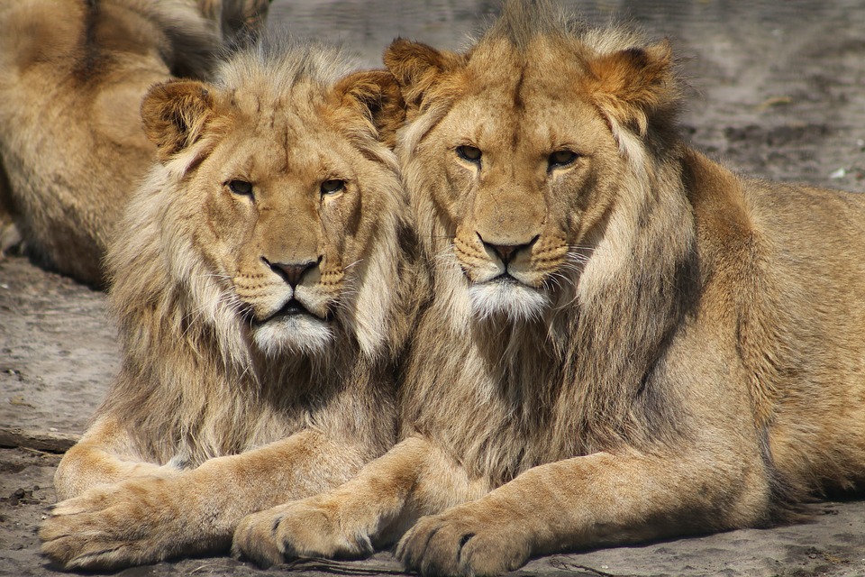 La disparatada reacción de Kenia ante la relación entre dos leones macho