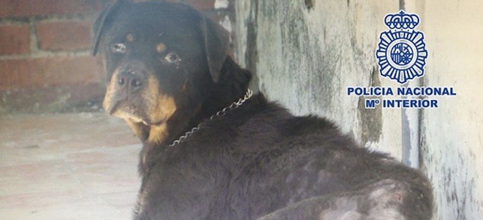 En este estado encontró la Policía a la perra, que apenas pesaba 23 kilos.