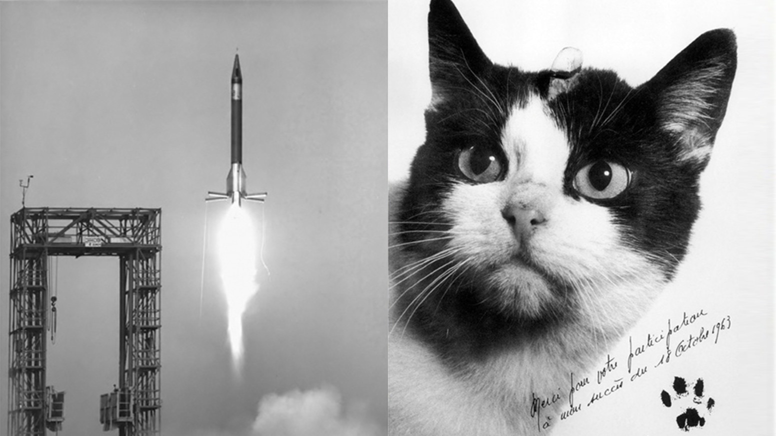 Una estatua para la gata astronauta
