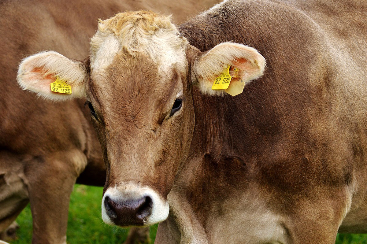 Imagen de una vaca pastando en un prado. 