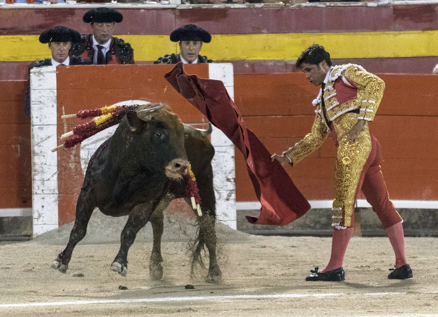 Toros a la balear Toros a la balear
