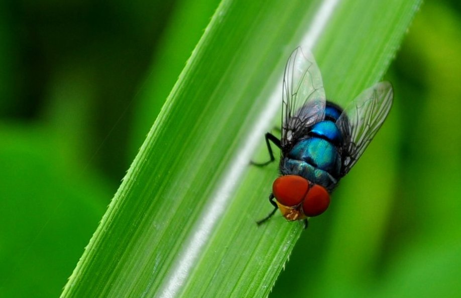 Cómo las moscas propagan enfermedades