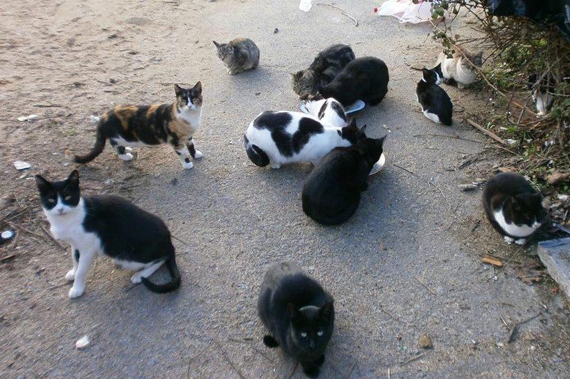 Gatos callejeros.