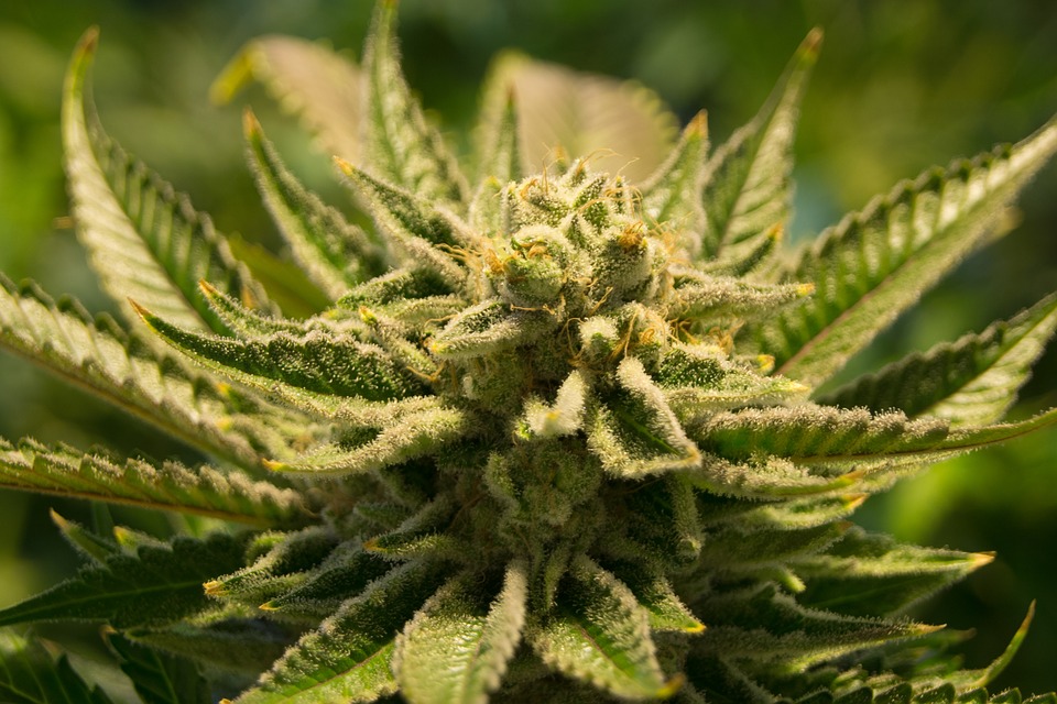 Cannabis marihuana