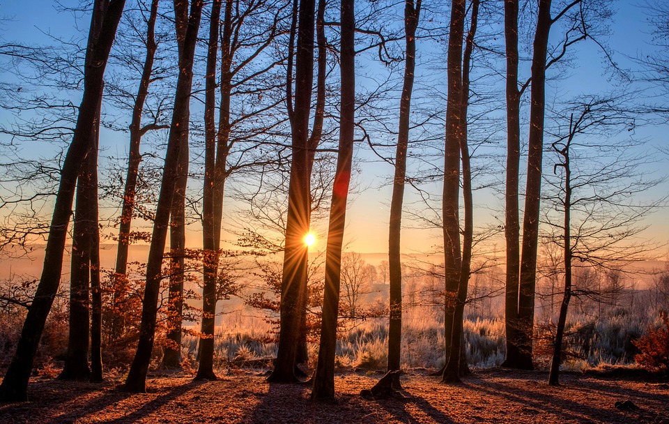 El síndrome de bosque vacío, la más silenciosa de las extinciones El síndrome de bosque vacío, la más silenciosa de las extinciones