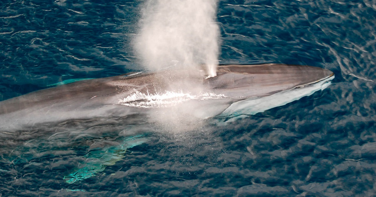 Ballenas mediterraneo mar blava