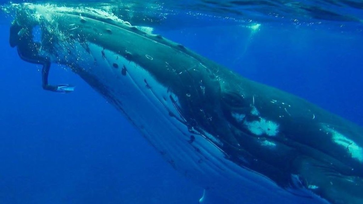 Las ballenas que salvaron a una buceadora del ataque de un tiburón