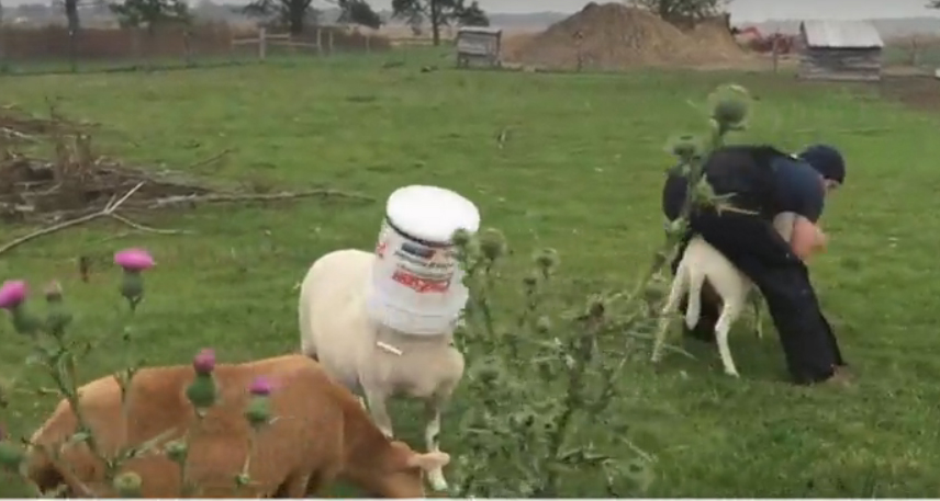 Imagen del vídeo de El Mundo Today sobre las ovejas. 