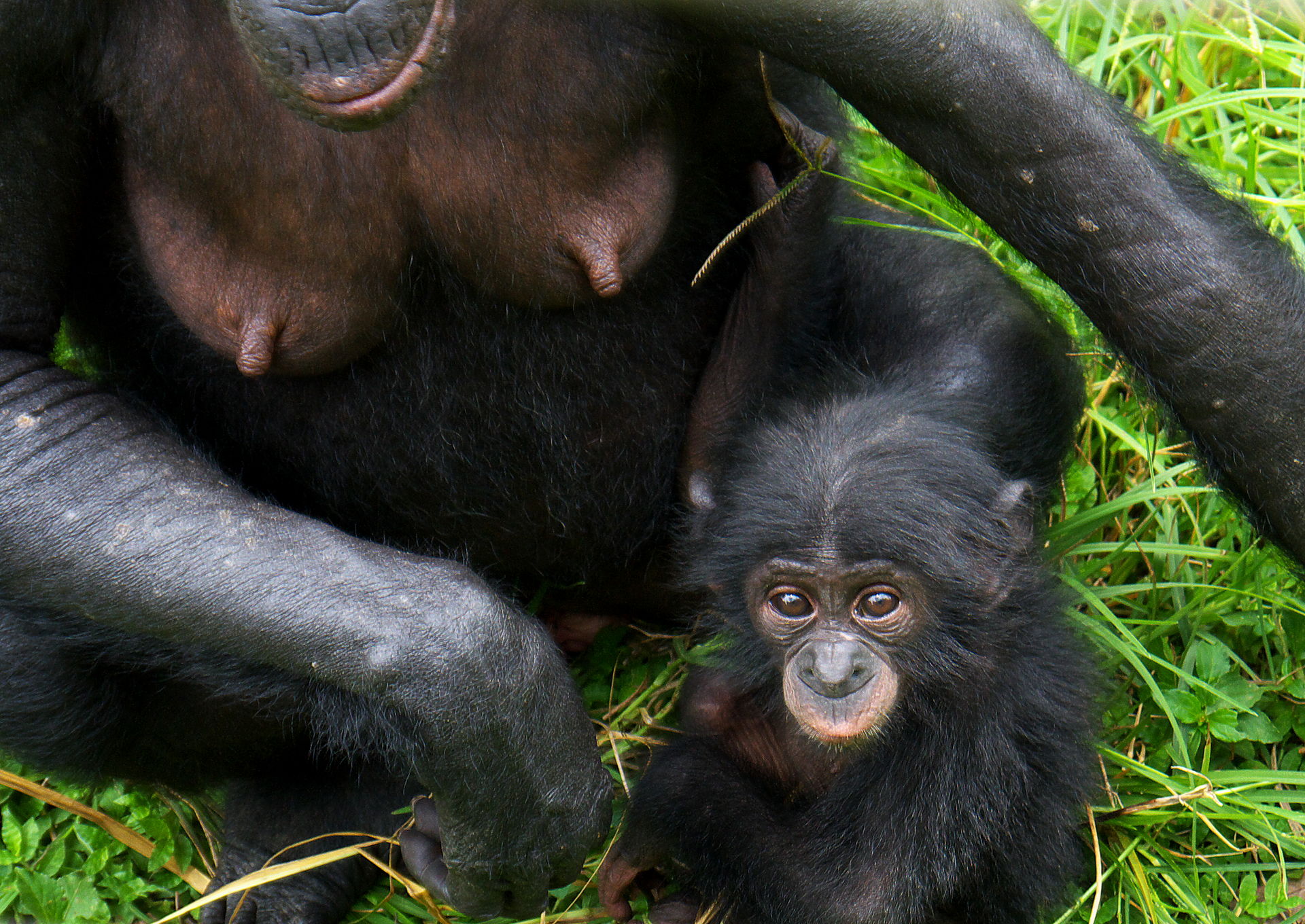 La sociedad matriarcal de los bonobos
