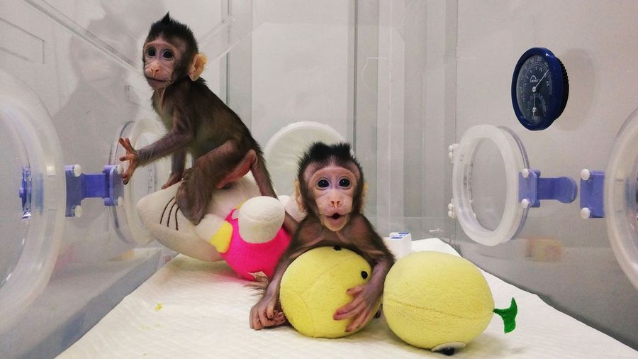 Clonan monos por primera vez con el método que creó a Dolly