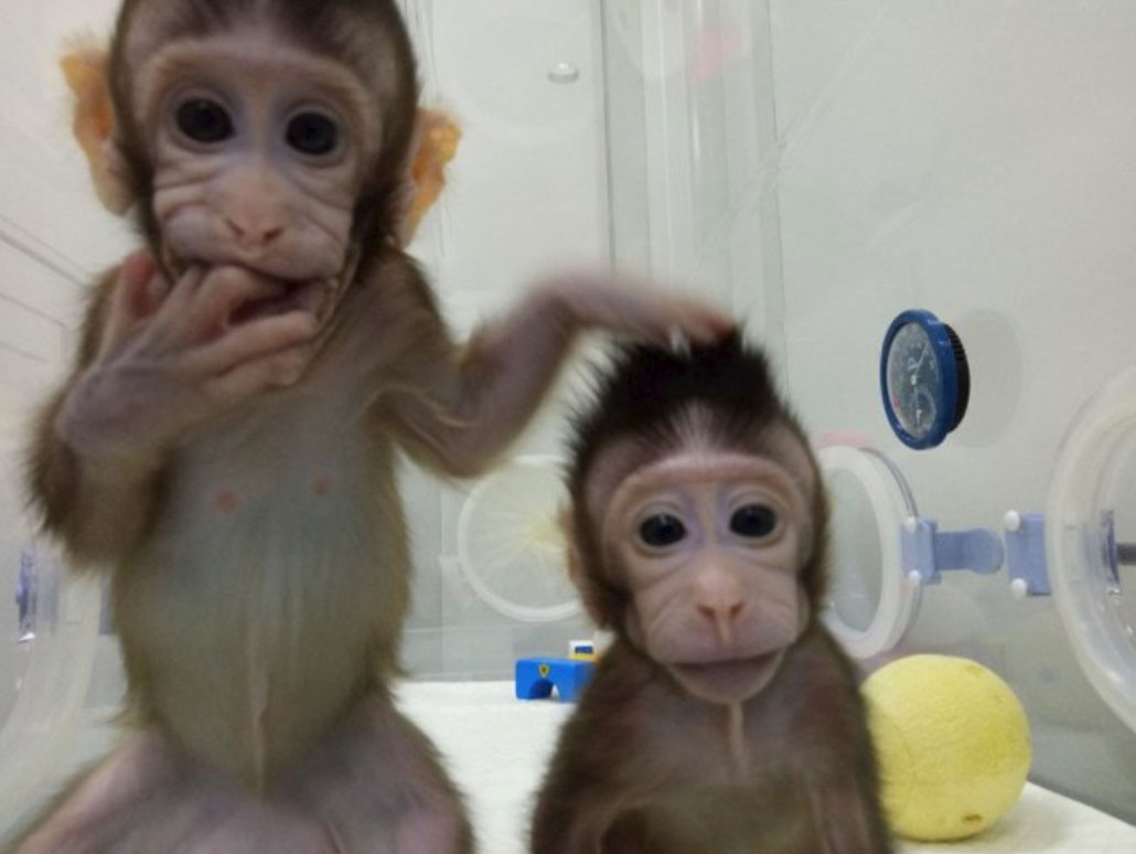 Monos clonados como la Oveja Dolly.