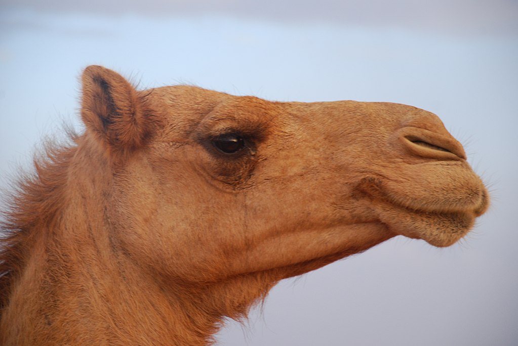 Camellos con botox en un concurso de belleza
