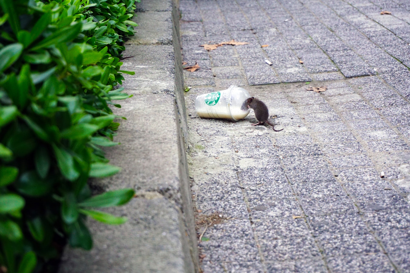 Las ratas toman París