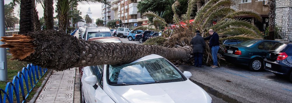 Una palmera derribada por el viento aplasta a un coche.