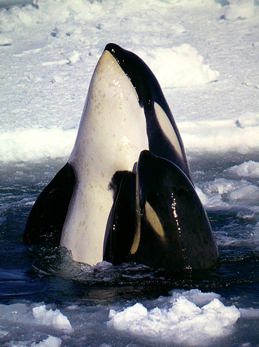 La cultura de las orcas está impresa en su ADN