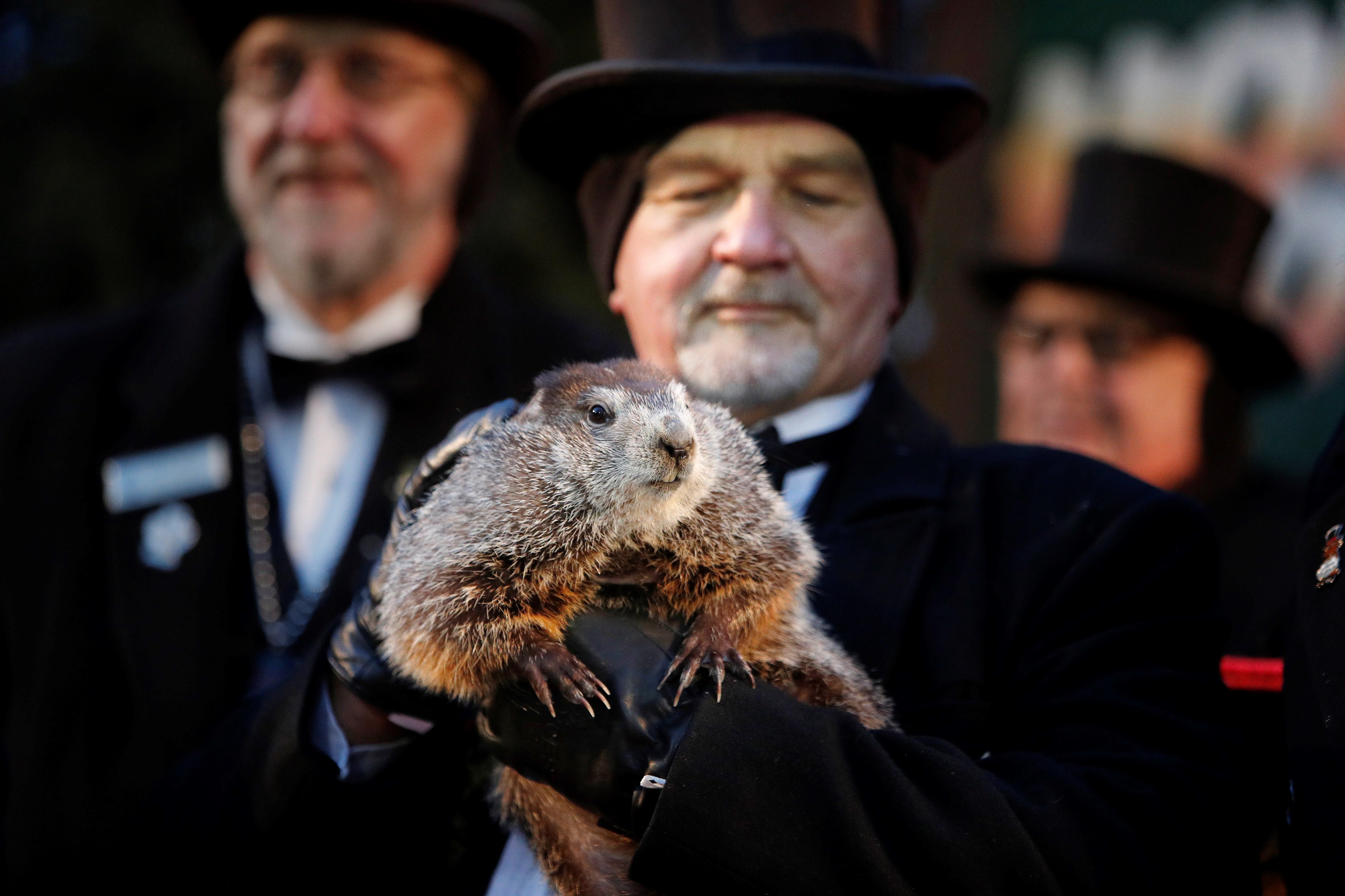 El cuidador John Grifiths sostiene a la marmota Phil cuando se lee la predicción para este año en Punxsutawney, Pensilvania el Día de la marmota