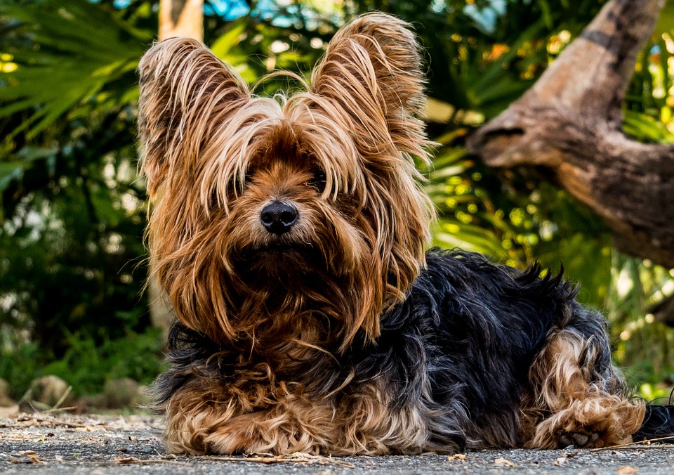 Cortarle la cola o las orejas a los perros y gatos ya está prohibido en España