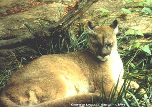 El puma norteamericano, oficialmente extinto