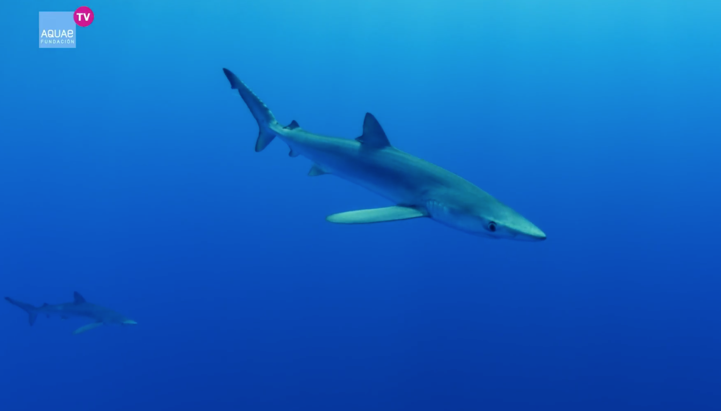 Por qué llaman Tintorera al Tiburón Azul - Clip Natura