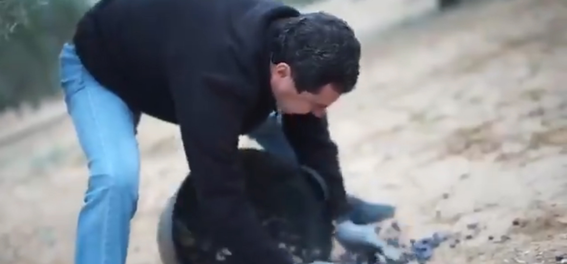 Juanma Moreno Bonilla, recogiendo aceitunas.