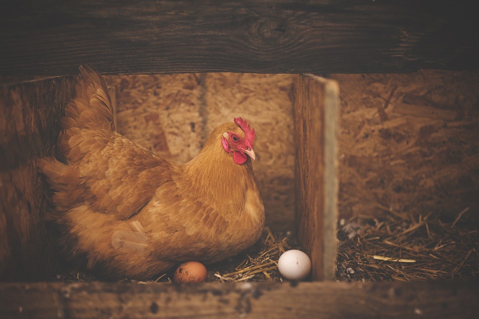 Una gallina incuba un huevo. 