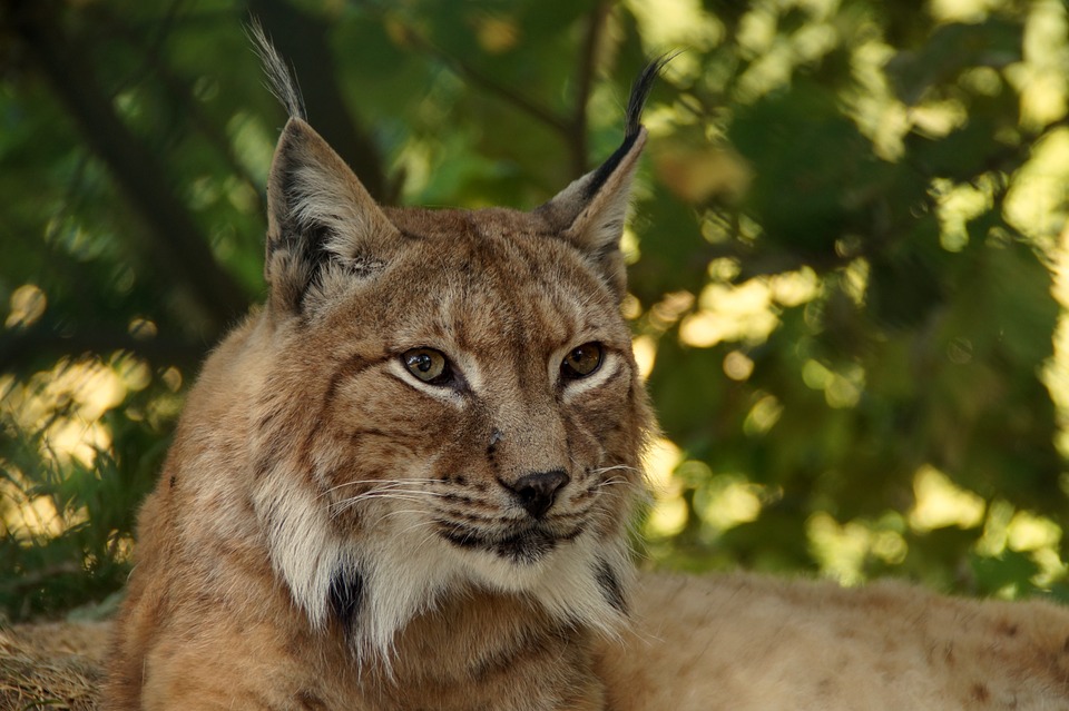 El lince ibérico se ha salvado de la extinción.