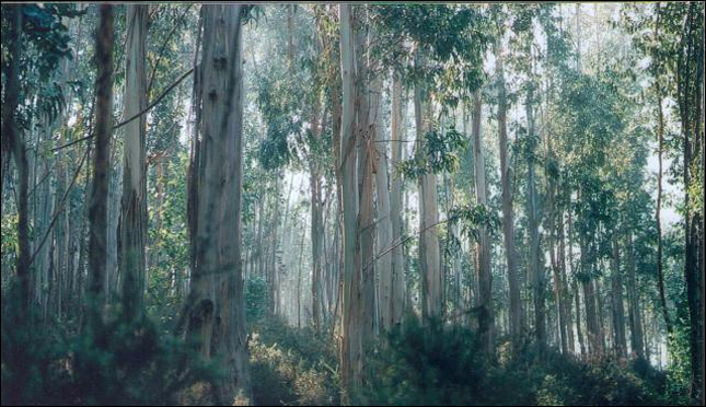 ASPAPEL pide una fiscalidad específica para las explotaciones forestales