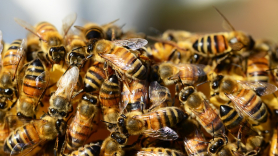Se crea una abeja robótica capaz de polinizar artificialmente