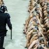 Una fotografía proporcionada por la Presidencia de El Salvador muestra a un agente de policía vigilando a reclusos con mascarillas durante un operativo policial en el Centro Penal Izalco. EP.