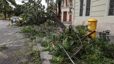 Un árbol caído tras lluvias torrenciales en Valencia. EP