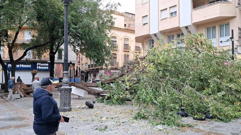 El viento tira un árbol de grandes dimensiones en la Plaza Mayor de Albacete