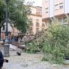 El viento tira un árbol de grandes dimensiones en la Plaza Mayor de Albacete