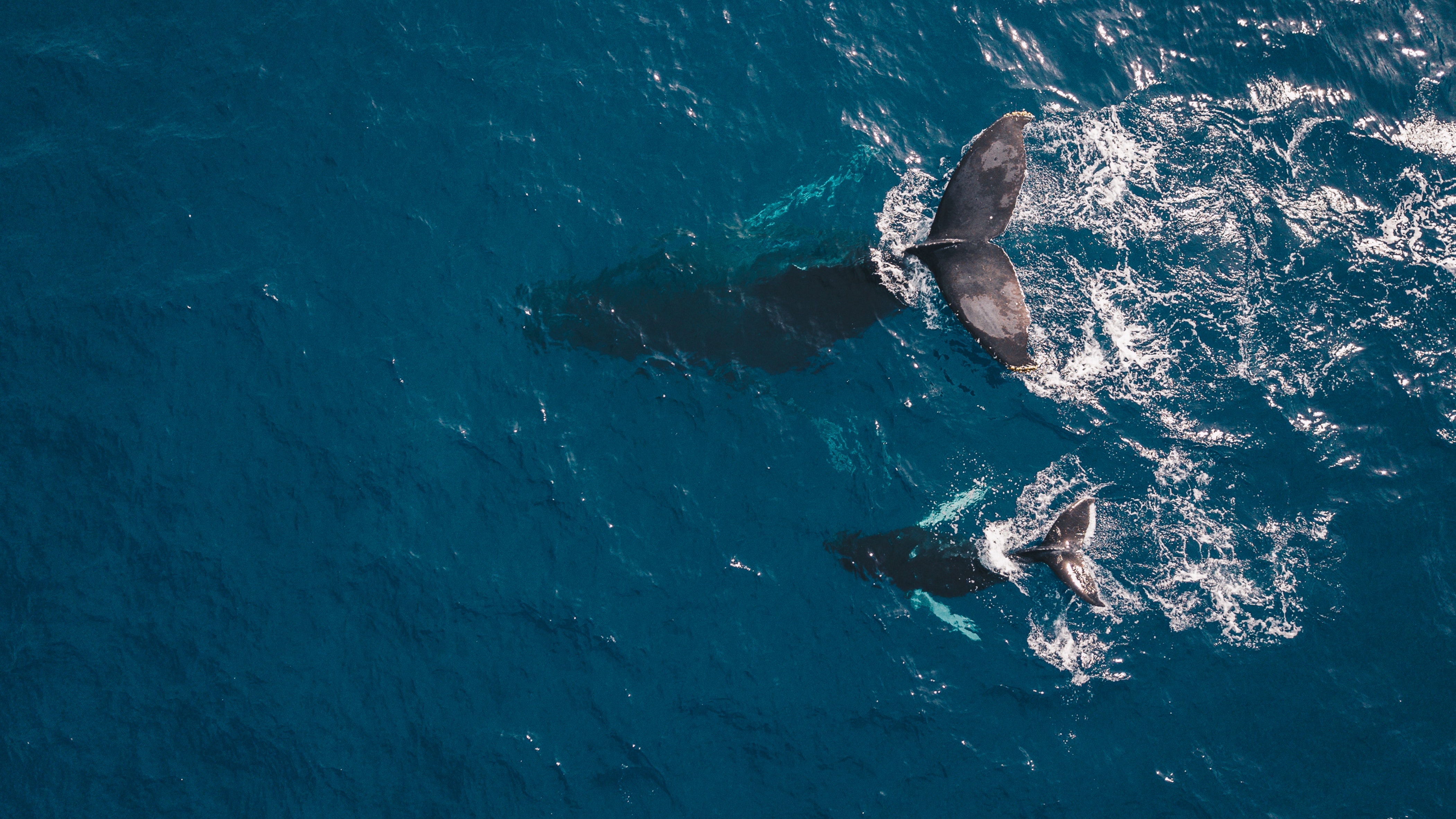 Ballenas en el Mediterráneo. Foto: Guille Pozzi en Unsplash