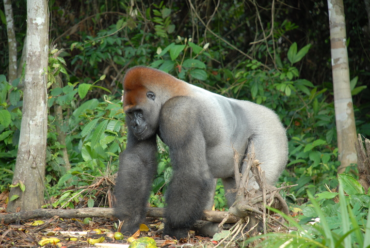 Gorila de montaña en el Congo. Foto: Pierre Fidenci 