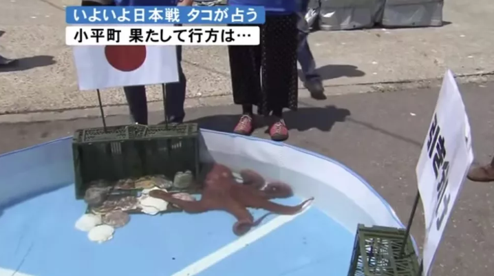 El pulpo Rabiot adivina una victoria de Japón. Foto: Hokkaido News UHB