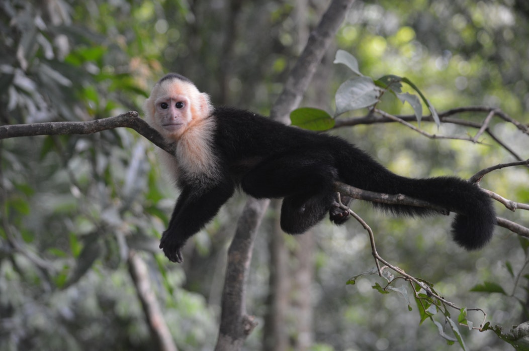 Mono capuchino de cara banca. Foto:  Joy Ernst en Unsplash