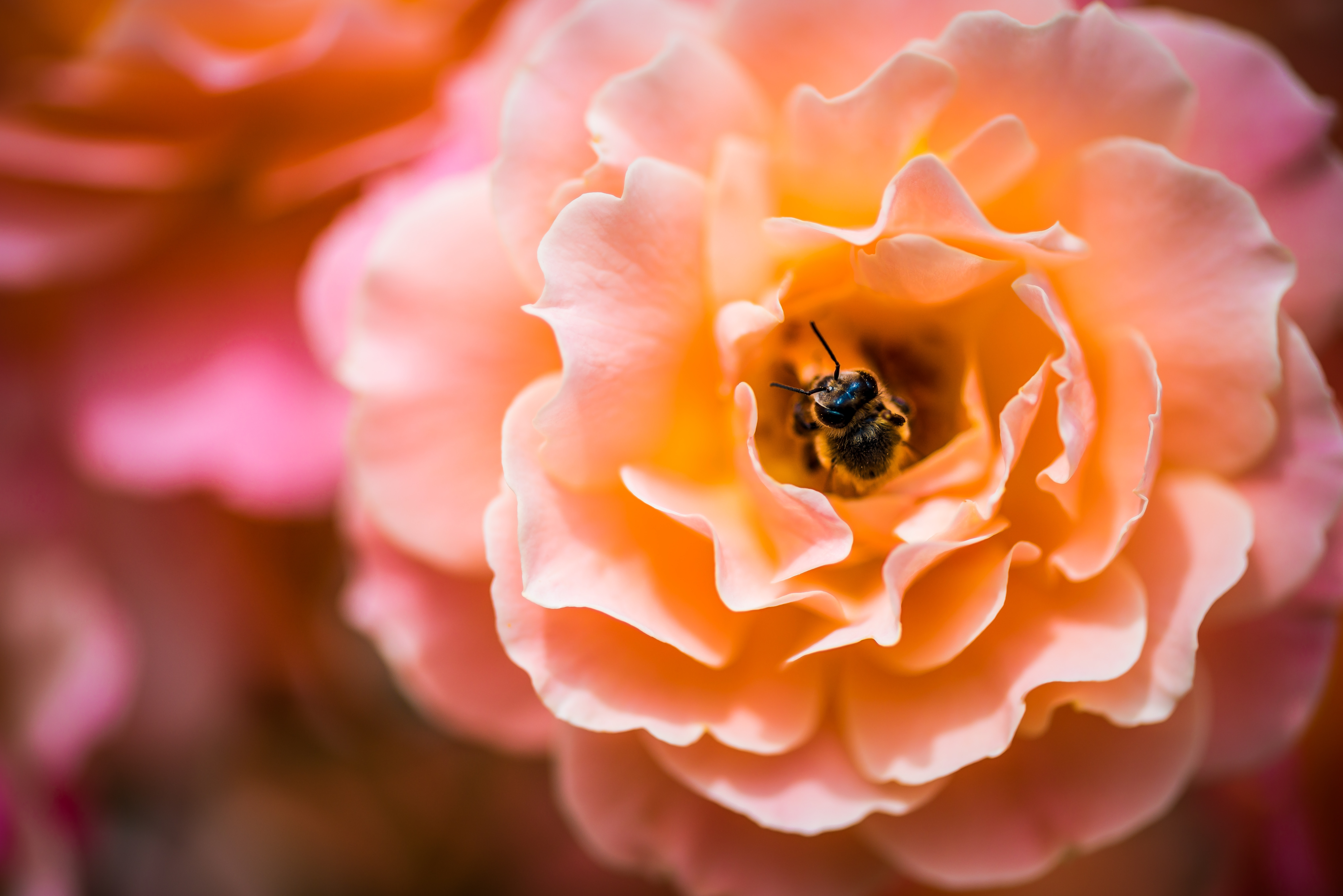 Una abeja se alimenta en un rosal. Foto:  Diana Măceşanu en Unsplash