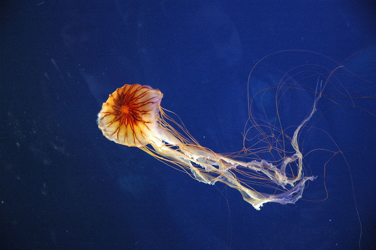 Francesco Crippa Medusa acquario di Genova