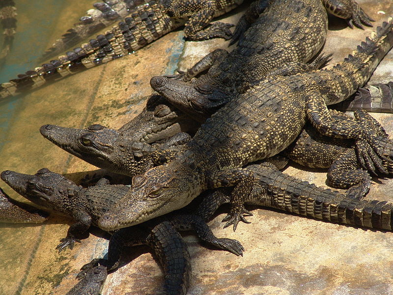 Granja de Cocodrilos