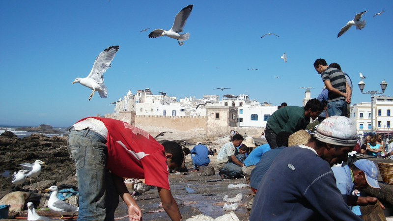 Lonja de pescadores de Essaouira - Gemma Puri