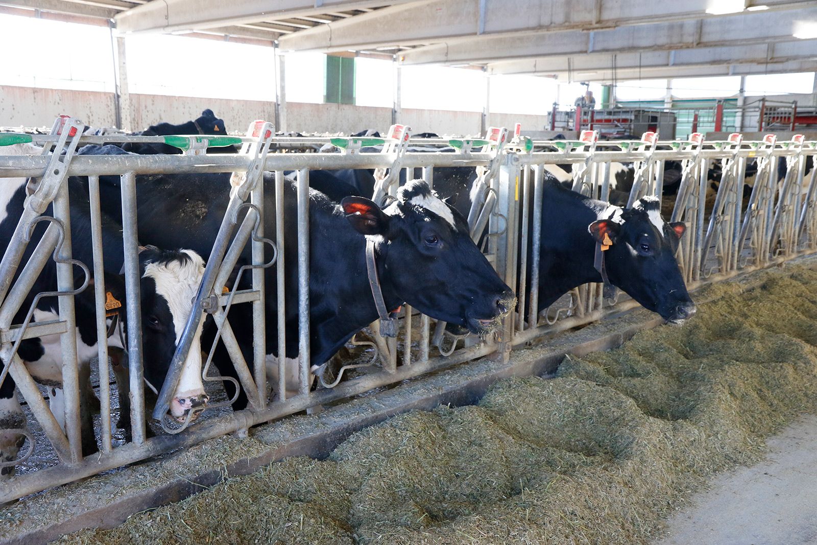 Vacas en una granja en Palencia. UPA