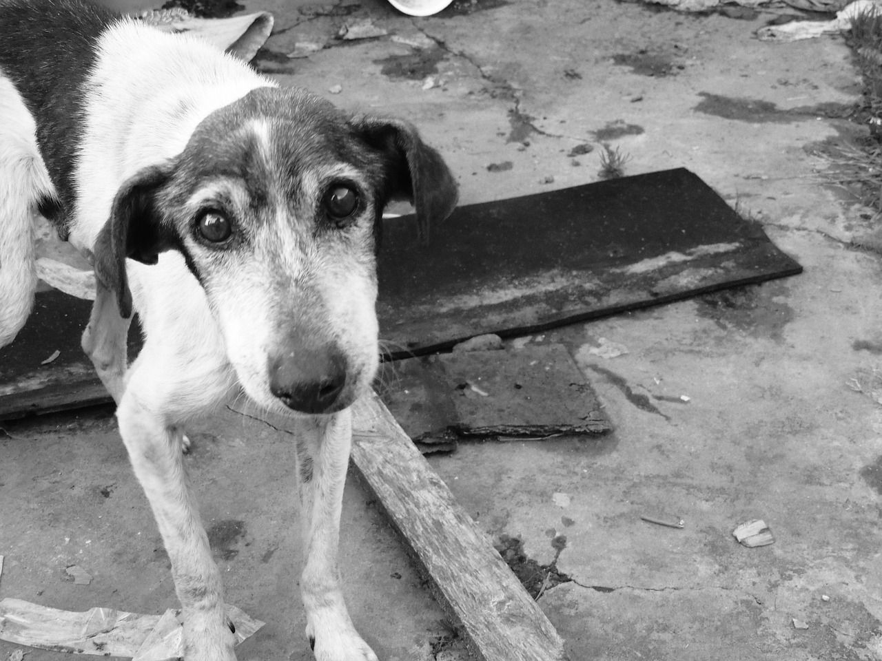 Un perro abandonado. Pixabay Un perro abandonado. Pixabay