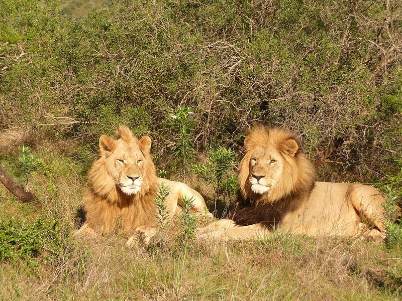 Leones en Sudáfrica. Foto: Enchanting Travels