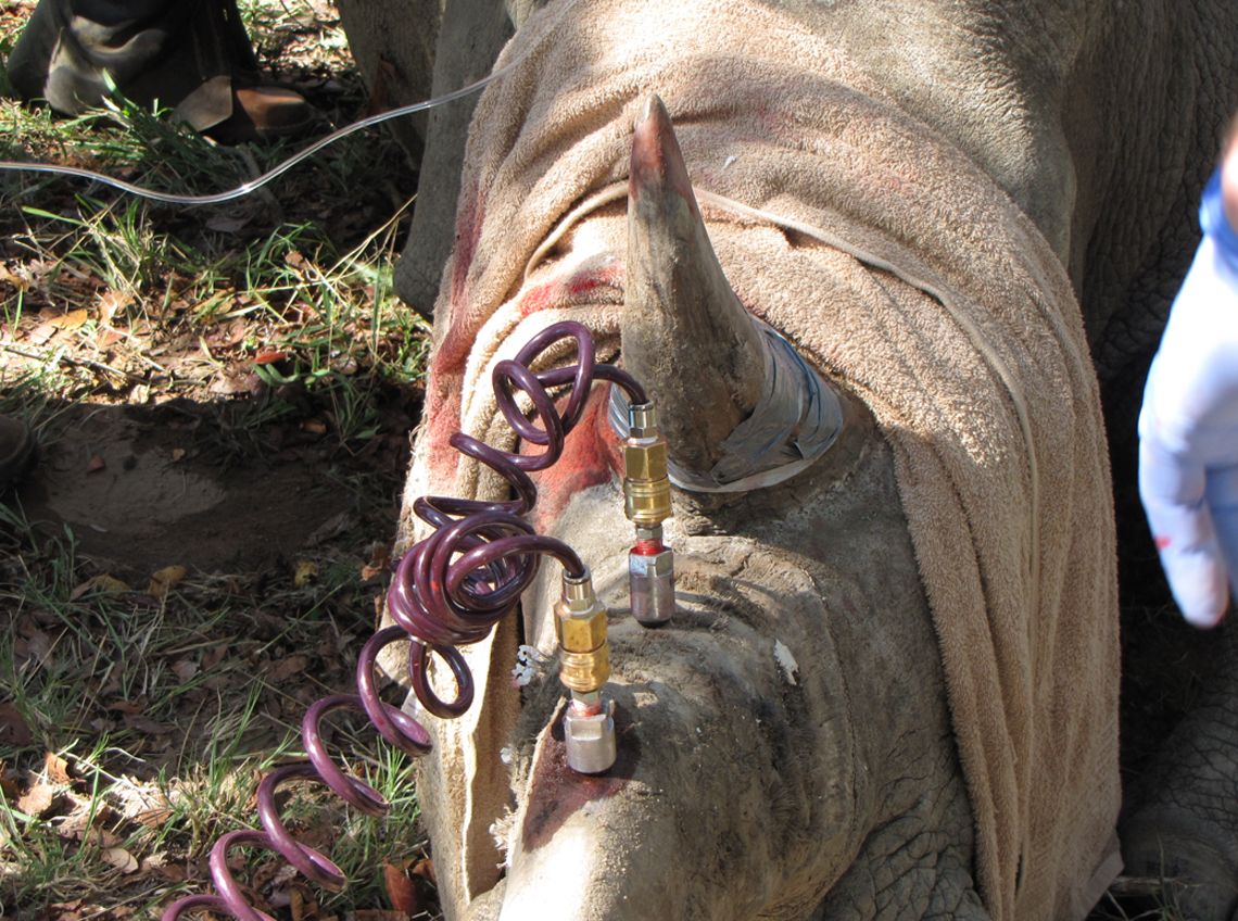 Proceso de tinte del cuerno de rinoceronte. Foto: RRP