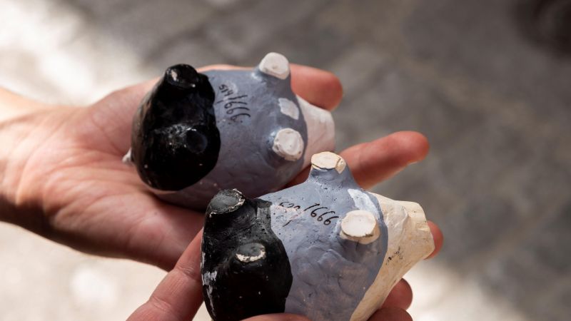 Dos de los cerditos que han aparecido en las calles de Toledo Dos de los cerditos que han aparecido en las calles de Toledo
