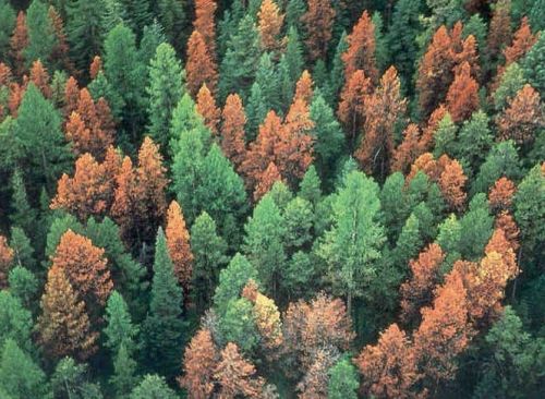 Créditos: Colorado State Forest Service