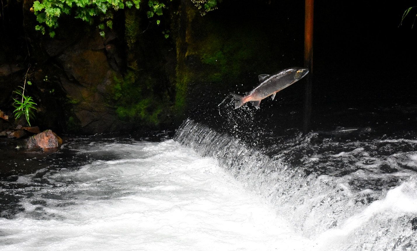 salmon río curiosidades