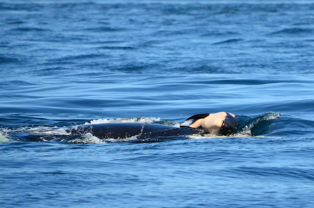 Orca J35. Foto CRW